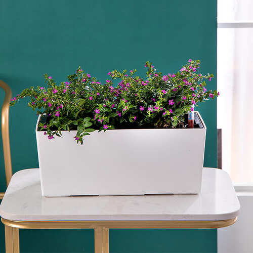 Rectangle Large Self Watering Planters