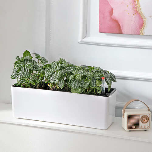 Rectangle Slim Self Watering Planters